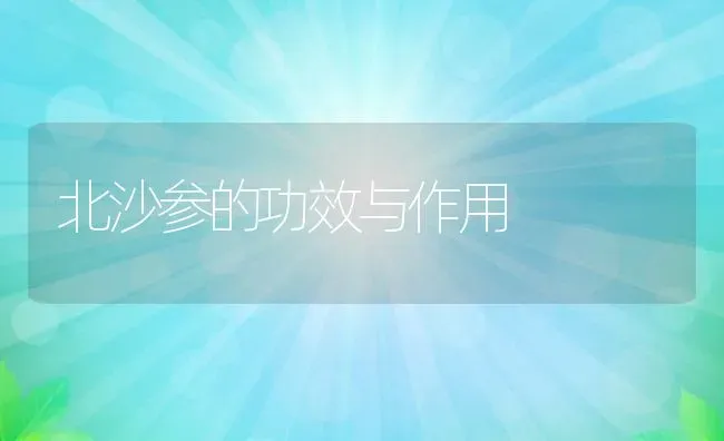 北沙参的功效与作用 | 养殖资料投稿