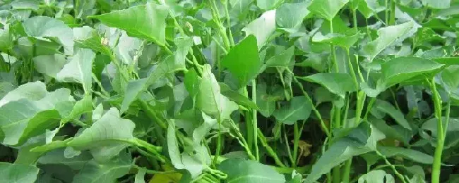 空心菜怎么种附病害图片与防治