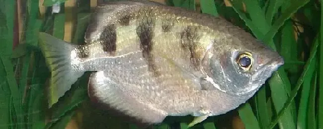 射水鱼生活在什么地方一般怎么捕食