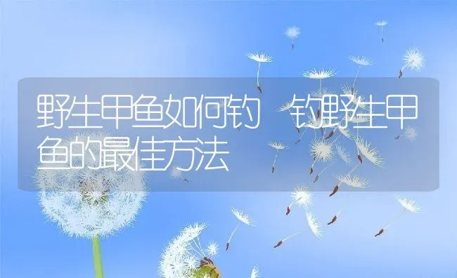 野生甲鱼如何钓 钓野生甲鱼的最佳方法 | 养殖资料投稿