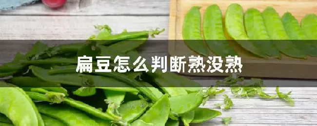 扁豆怎么判断熟没熟