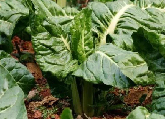 种植前景|甜菜的种植条件地理 适合生长的地区