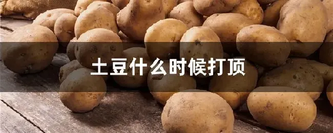 土豆什么时候打顶