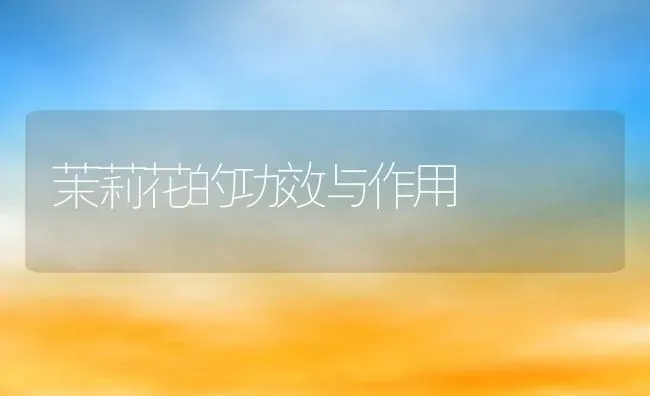 茉莉花的功效与作用 | 养殖资料投稿