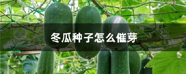 冬瓜种子怎么催芽