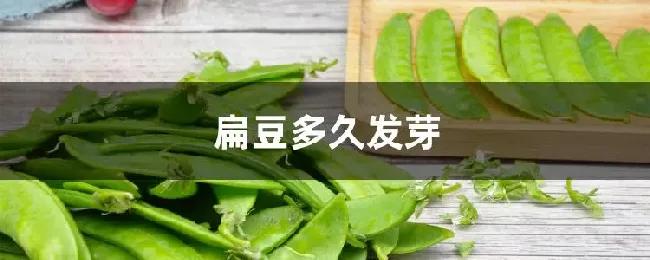 扁豆多久发芽