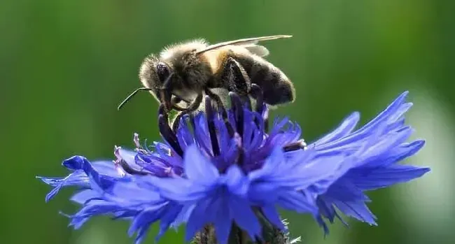 蜜蜂的特点和生活特征