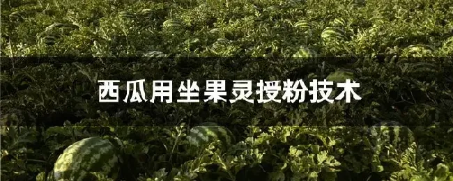 西瓜用坐果灵授粉技术