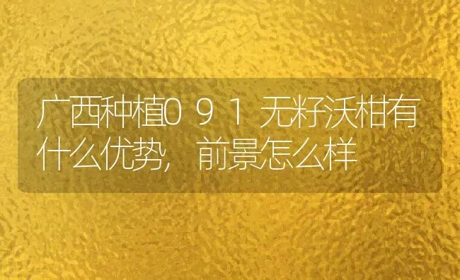 广西种植091无籽沃柑有什么优势,前景怎么样 | 养殖资讯
