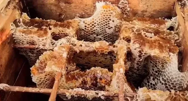 中蜂格子箱好不好养