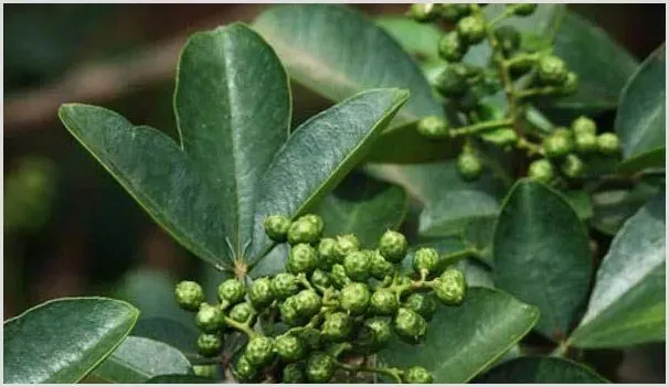 无刺花椒的种植前景好吗？种植利润如何？ | 养殖什么赚钱