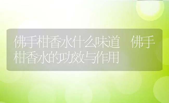 佛手柑香水什么味道 佛手柑香水的功效与作用 | 养殖资料投稿