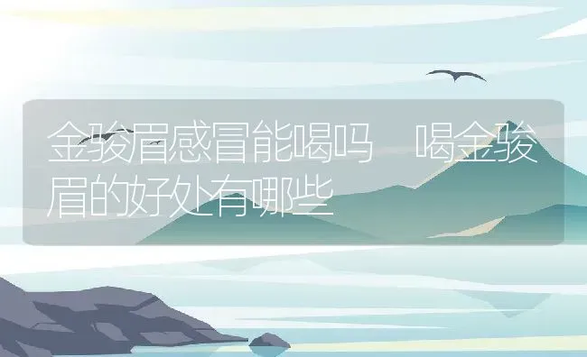 金骏眉感冒能喝吗 喝金骏眉的好处有哪些 | 养殖资料投稿
