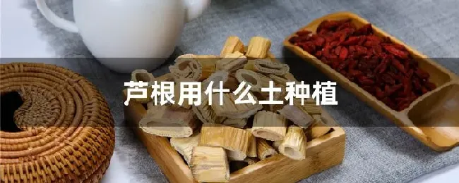 芦根用什么土种植