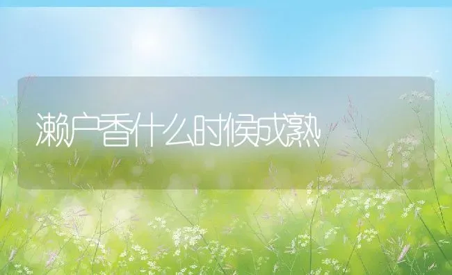 濑户香什么时候成熟 | 养殖资讯