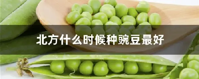 北方什么时候种豌豆最好