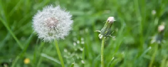 传播种子的植物有哪些？