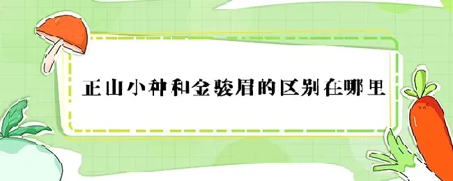 正山小种和金骏眉的区别在哪里