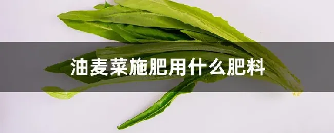 油麦菜施肥用什么肥料