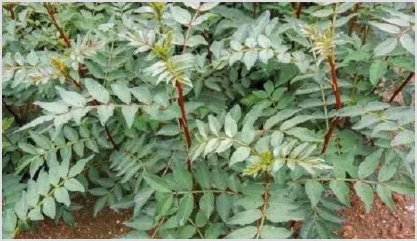 九叶青花椒价格多少钱一斤？亩产量多少？（附种植前景分析） | 养殖什么赚钱