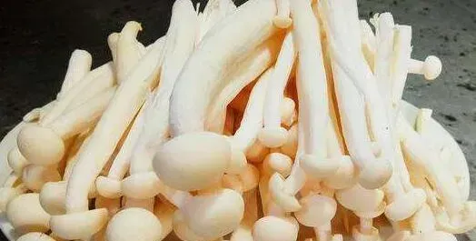 海鲜菇的功效与作用及禁忌