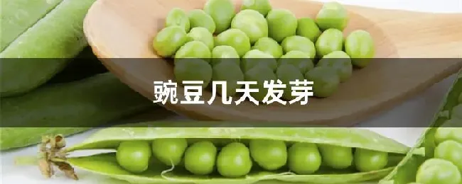 豌豆几天发芽