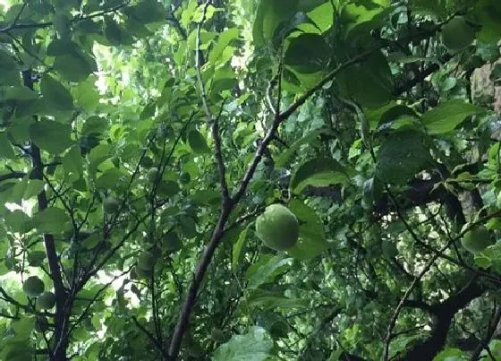 种植前景|青梅种植条件 适合的生长环境与种植区域