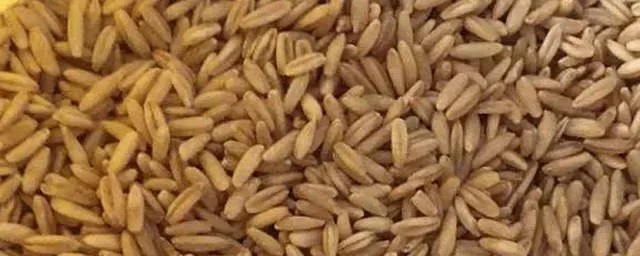 小麦地下害虫如何防治