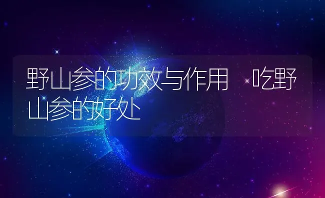野山参的功效与作用 吃野山参的好处 | 养殖资料投稿