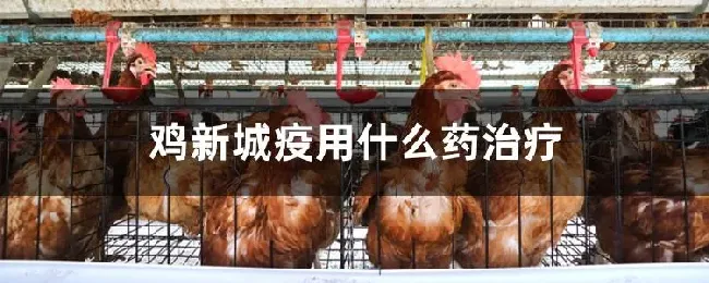 鸡新城疫用什么药治疗