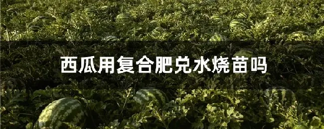 西瓜用复合肥兑水烧苗吗