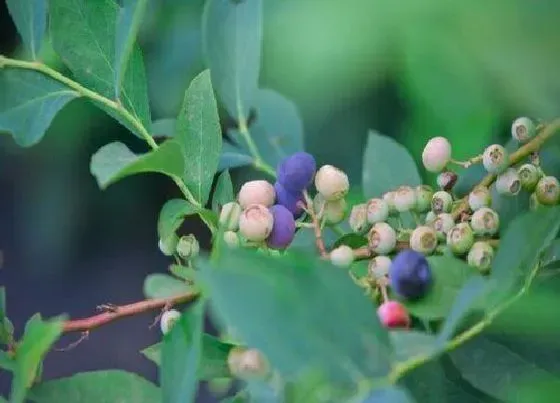 种植前景|甜心蓝莓南方可以种吗