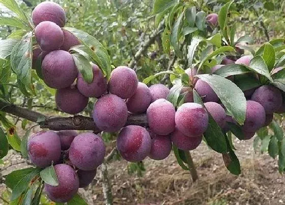 种植前景|李子亩产量一般多少斤 种植李子市场行情