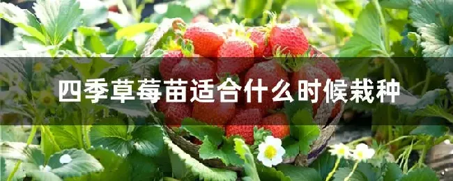 四季草莓苗适合什么时候栽种