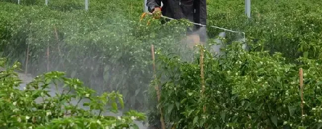 三唑酮怎么配水不能喝哪些药混用