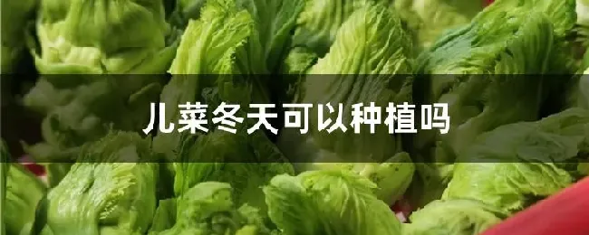 儿菜冬天可以种植吗