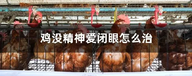 鸡没精神爱闭眼怎么治