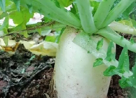农作物|五月份适合种什么农作物 5月份这个季节种植什么农作物