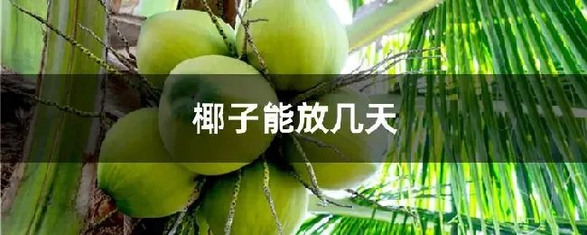 椰子能放几天