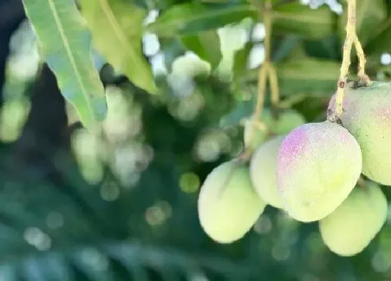 种植前景|芒果种植条件和区域气候要求