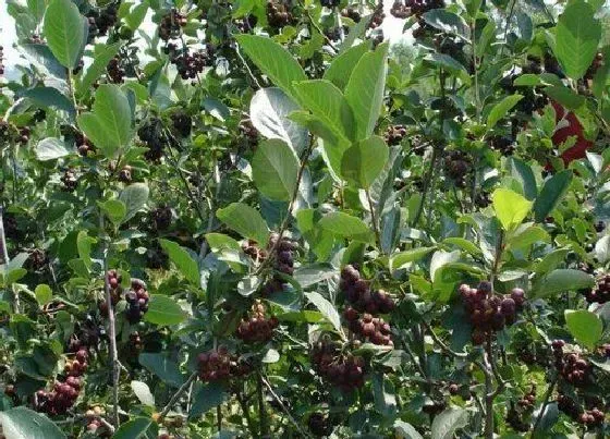 种植前景|黑果花楸种植条件与气候要求