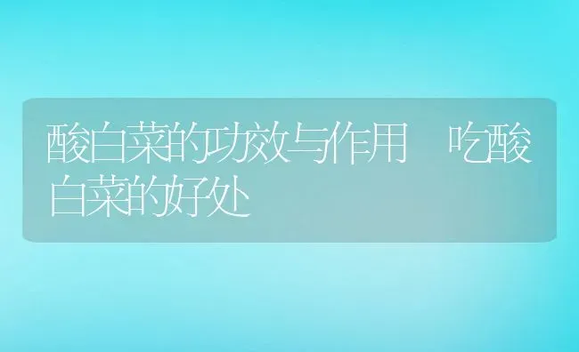 酸白菜的功效与作用 吃酸白菜的好处 | 养殖资料投稿