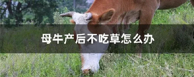 母牛产后不吃草怎么办