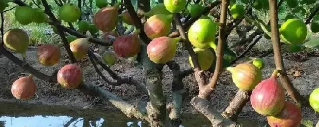 四川无花果成熟时间？
