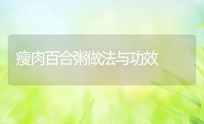 瘦肉百合粥做法与功效 | 养殖资讯