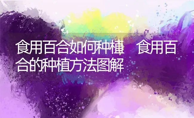 食用百合如何种植 食用百合的种植方法图解 | 养殖资料投稿