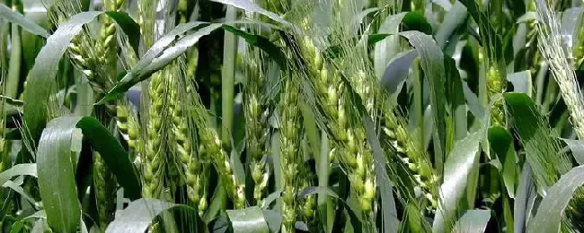 金禾9123麦种介绍