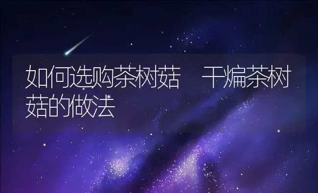 如何选购茶树菇 干煸茶树菇的做法 | 养殖资料投稿
