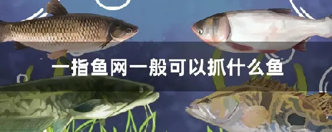 一指鱼网一般可以抓什么鱼