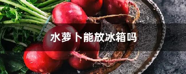 水萝卜能放冰箱吗